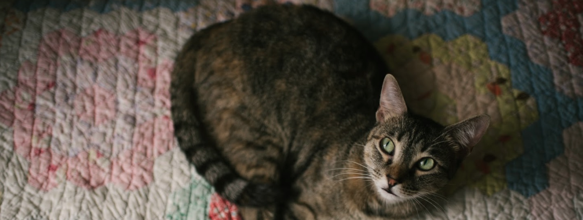 Disaster Pet Locator